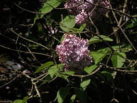 P5122120