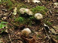 P7250021