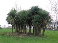 PC010017