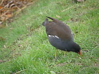 PC040116