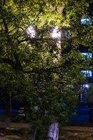  DSC7155