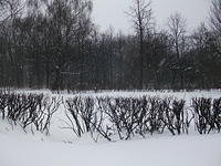 DSCF1104
