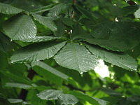 P6130849