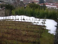 DSCN3542