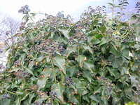 DSCN3591
