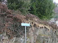 DSCN3603
