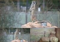 Zoo