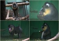 Zoo10