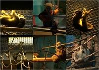 Zoo11