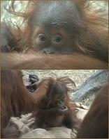 Zoo12