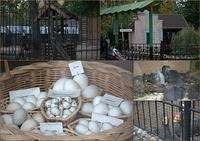 Zoo14