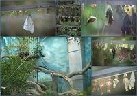 Zoo16