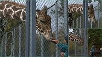 Zoo20