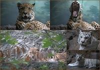Zoo3
