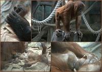 Zoo6