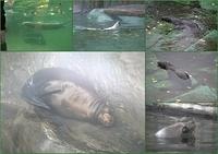 Zoo7