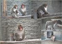 Zoo9
