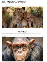 Ivan project FUN FACS OF ANIMALSE-1
