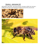 Ivan project FUN FACS OF ANIMALSE-2