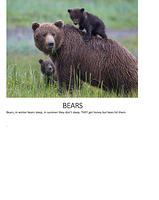 Ivan project FUN FACS OF ANIMALSE-3