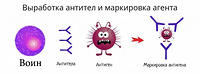 Vyrabotka-antitel 2-700x259