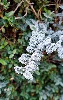Snow-2022
