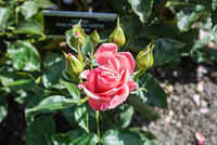 DSC 0926