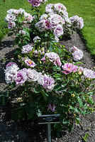 DSC 0930
