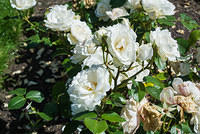DSC 0935