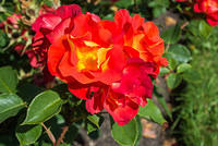 DSC 0948
