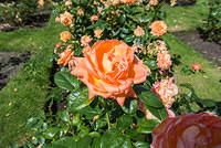 DSC 0962