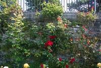 DSC 0975