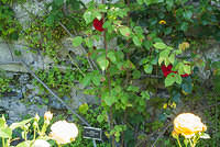 DSC 0977