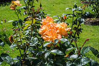 DSC 1015