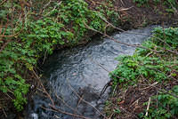 DSC 7135