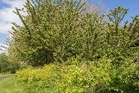 DSC 0131