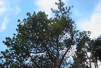 DSC 0490