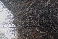 DSC 0525