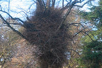 DSC 0534