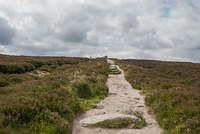 DSC 3164