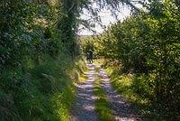DSC 4342