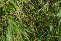 DSC 4581
