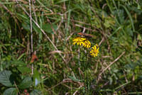 DSC 4584
