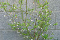 DSC 1602