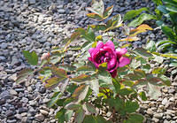 DSC 1661