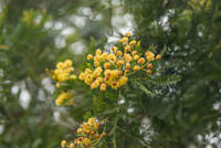 DSC 7705