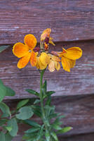 DSC 0031