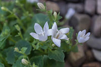 DSC 0059