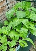 Tobacco