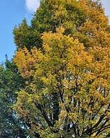 IMG 20191029 182737 578